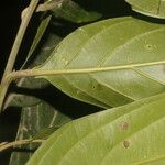 Nectandra membranacea Feuille