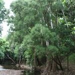 Gymnostoma nodiflorum Hábito