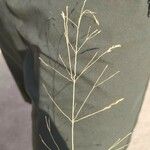 Puccinellia distans Blad