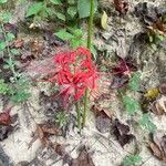 Lycoris radiataFlower