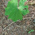 Achlys triphylla Leaf