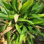 Aspidistra lurida List