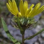 Grindelia lanceolata Квітка