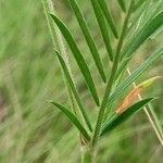 Onobrychis arenaria Blatt