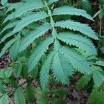 Melianthus major Blatt