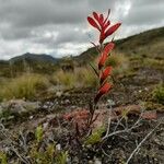 Castilleja integrifolia Характер