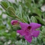 Leucophyllum frutescens Flower
