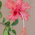 Hibiscus schizopetalus Flor