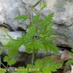 Chaerophyllum nodosum Natur