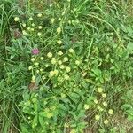 Seseli peucedanoides Flor