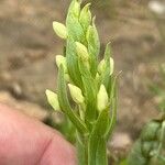 Dactylorhiza insularis Flower