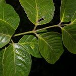 Bursera simaruba Leaf