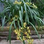 Cymbidium lowianum Habitus