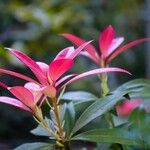 Pieris formosa Likasa
