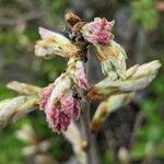 Amelanchier × grandiflora برگ
