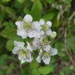 Rubus ulmifolius 花