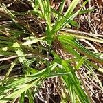 Hemerocallis lilioasphodelus Feuille