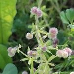 Galium parisiense Fruit