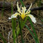 Iris hartwegii Habit