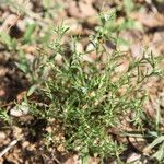 Polypremum procumbens Celota