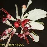 Teucrium heterophyllum Flower