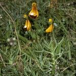 Calceolaria uniflora Habitatea