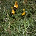 Calceolaria uniflora Habitus