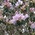 Rhododendron oreotrephes आदत