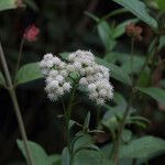 Baccharis douglasii Blüte