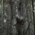 Chaetocarpus schomburgkianus Corteza