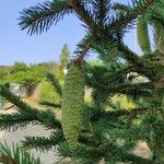 Picea abiesBlomma