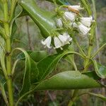 Chiococca pachyphylla Цветок