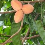 Sterculia monosperma 果實