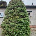 Abies koreana Лист