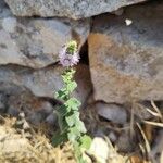 Mentha longifoliaFlower