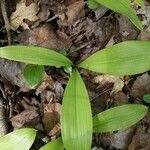 Allium tricoccum Feuille