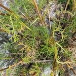 Artemisia chamaemelifolia Leaf