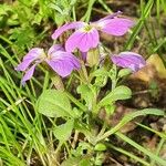 Malcolmia maritima ശീലം