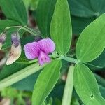 Lathyrus linifolius Fleur