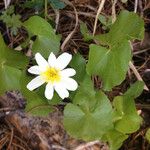 Caltha leptosepala عادت