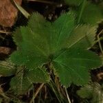 Potentilla canadensis Leaf