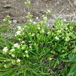 Galium saxatile Habit