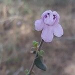 Micromeria marginata Flor