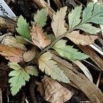 Polystichum rigens Leaf