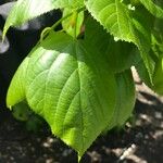 Tilia x euchlora Leaf