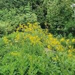 Sisymbrium strictissimum Blomst