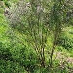 Retama monosperma Habit
