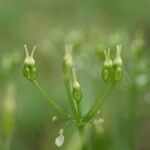 Conopodium majus Frutto