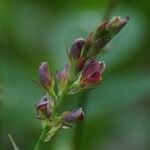 Alysicarpus vaginalis Flower