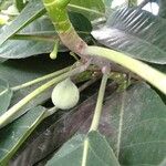 Ficus callosa Fruit